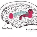 Мозговые центры речи