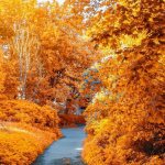 Autumn changes in nature