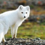 Arctic fox