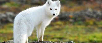 Arctic fox