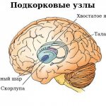 Subcortical nodes