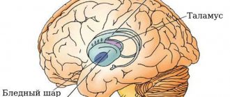 Subcortical nodes