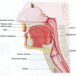 Speech apparatus