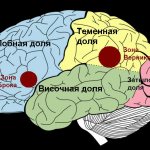 Речевые центры головного мозга