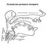 Схема речевого аппарата человека