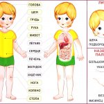 Human body structure