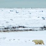 Animals of the North